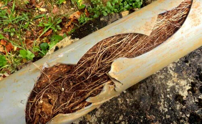 Tree Root Removal from Drains