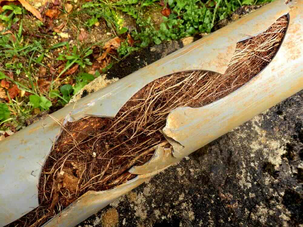 Tree Root Removal from Drains