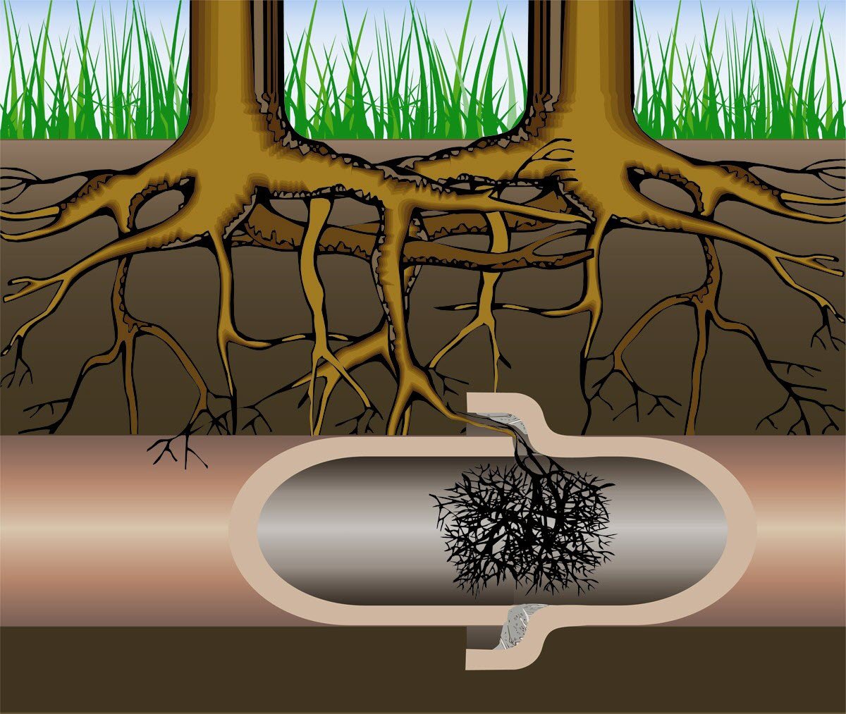 TREE ROOT REMOVAL