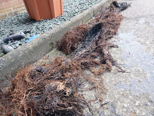 Tree roots removed from blocked drain pipe - Blackpool drainage specialist