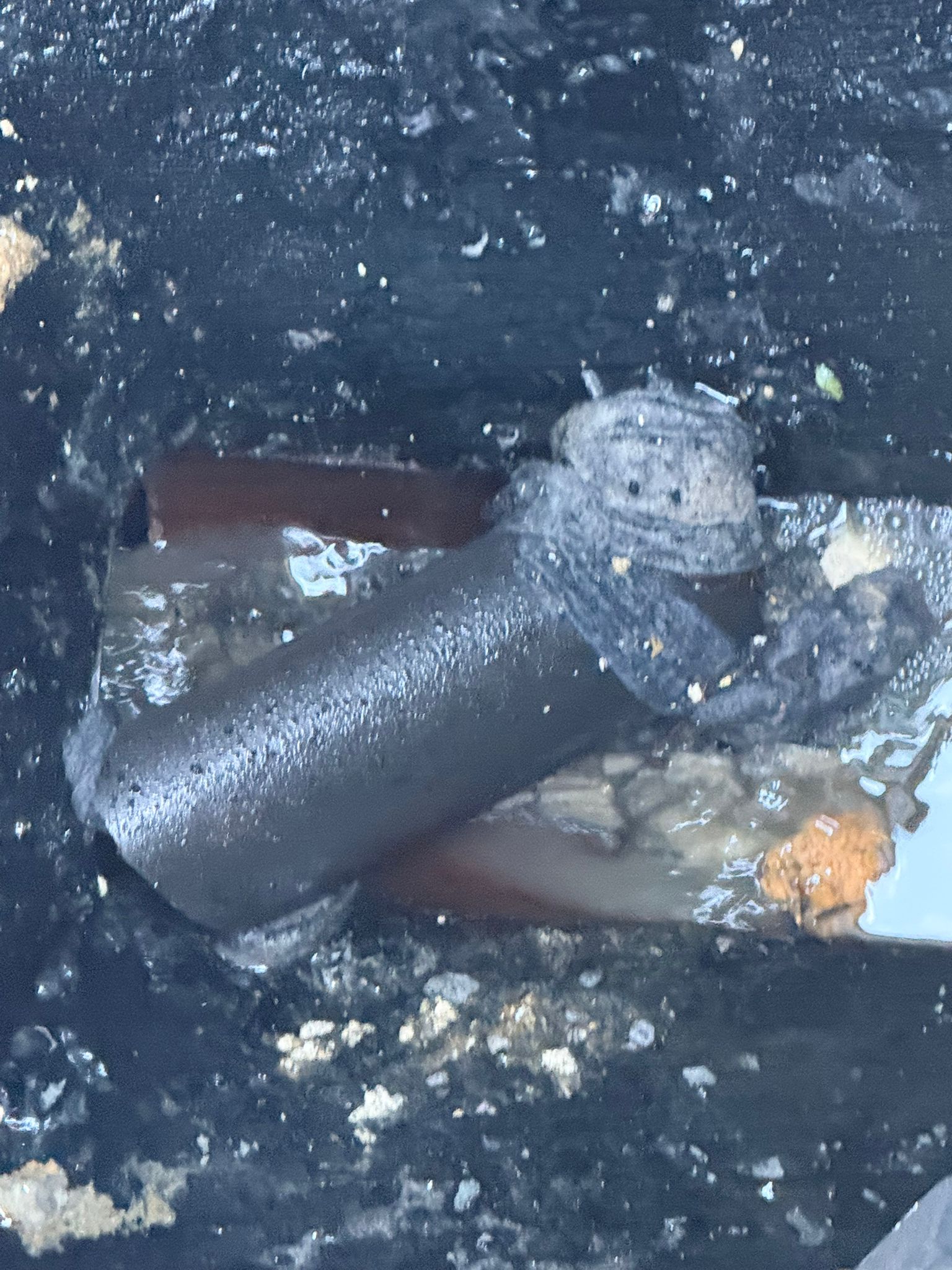 Foul drain smell diagnosis Blackpool - sewer gas specialist FY postcodes